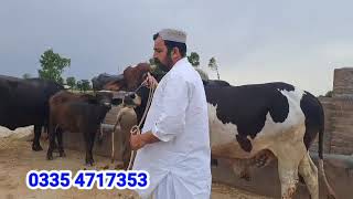 یوسف جٹ وزیر آباد 1 اعلیٰ نسل کی بھینس 1 گائے 1 فربانی والہ بچھڑا دستیاب 30 اپریل 2024