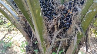 Spil buah sawit terlihat hitam tapi di dalamnya sudah masak kuning? ketahui ciri panen tandan sawit