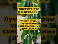 Лучшие сорта огурцов для дома на подоконнике #огород #сад #дача #урожай