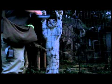 video phone beyonce mp3 ユキヒョウ　ミミ　おやつＴＩＭＥ（多摩動サマーナイト）Snow leopard