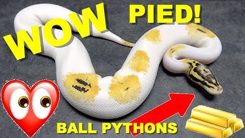 Freeway  Pied Ball Python And Many More! Pied Featured Morph!