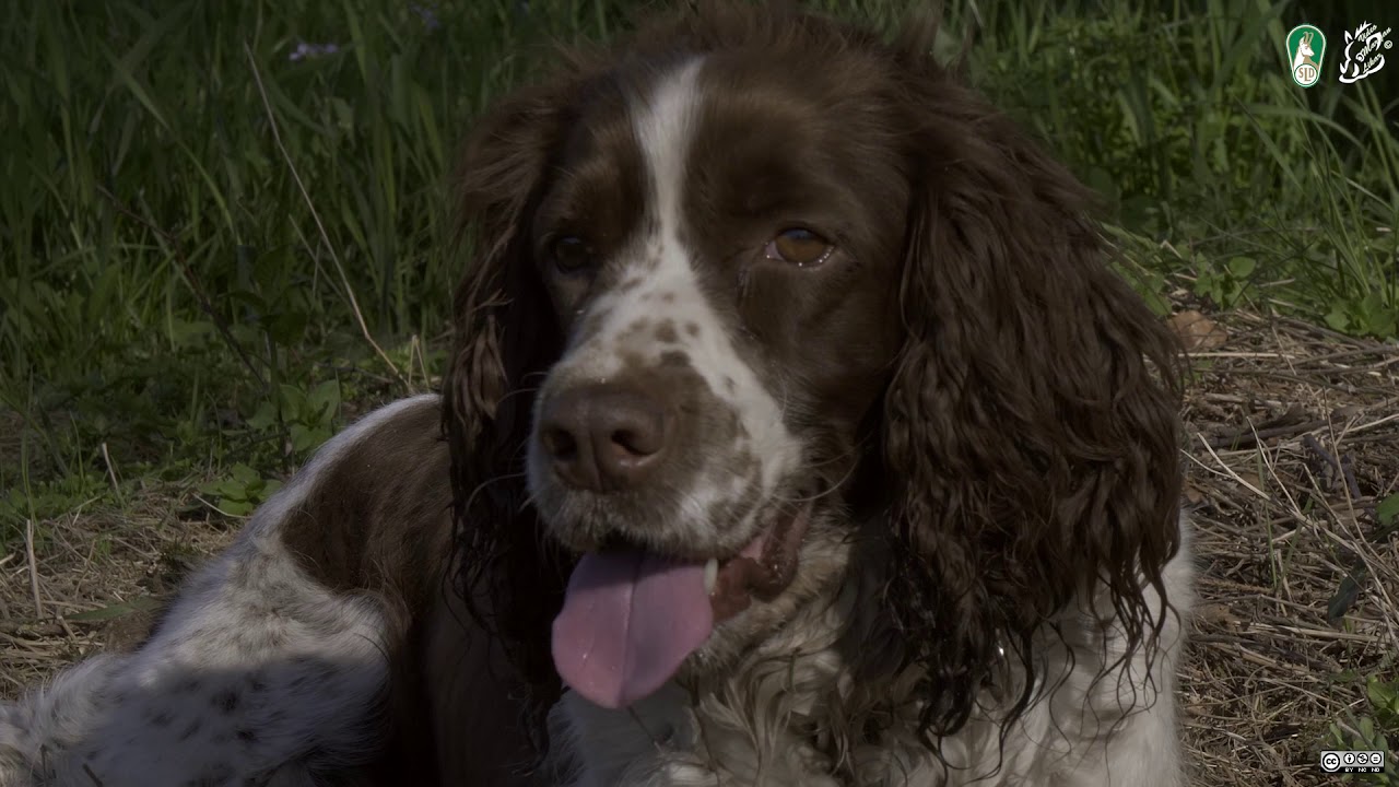 FILM SARIVCI PRINASALCI 2018 FullHD