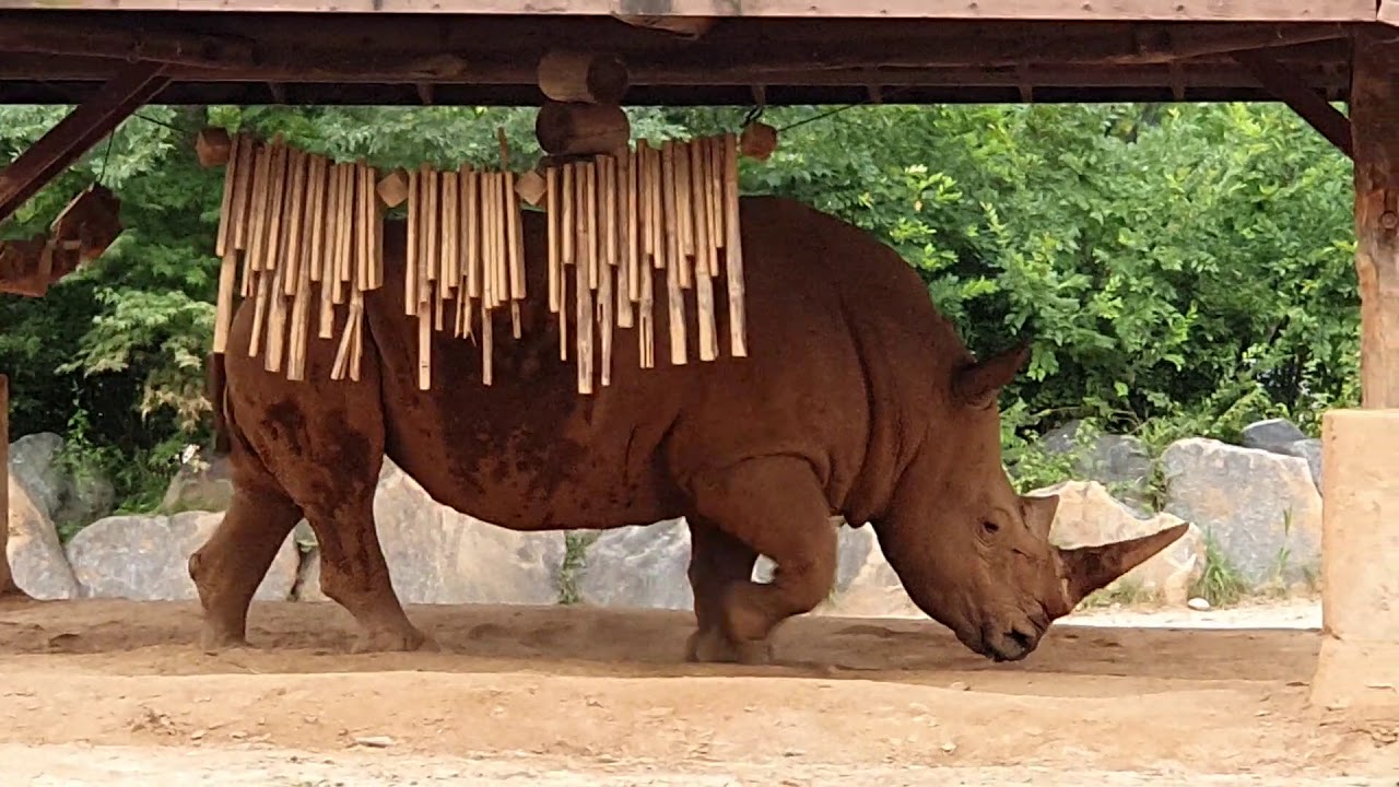 코뿔소응가레전드