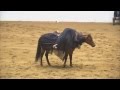 2011 Champion Stacy Westfall, Freestyle Reining Bridleless