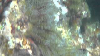 Stinging Hydroid waving in the current