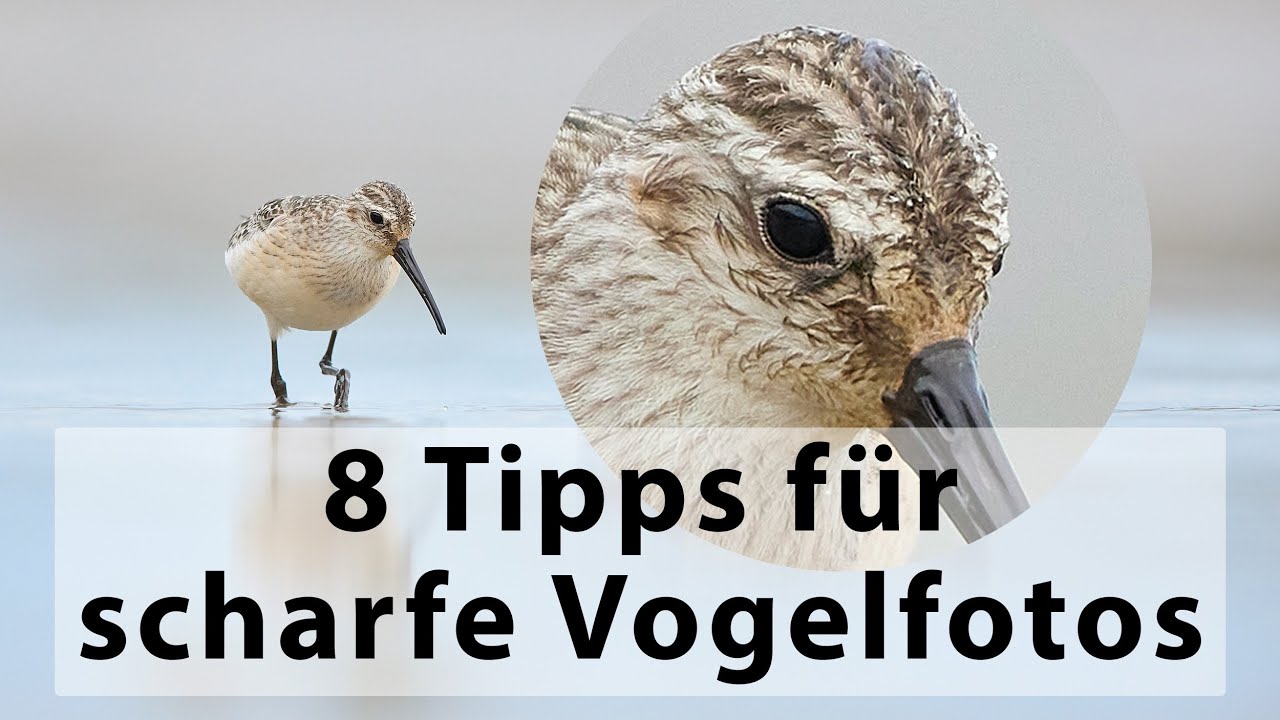 Tutorial - 8 Tipps für scharfe Vogelfotos