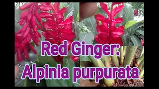 Growing Red ginger plant: Alpinia purpurata/ care and propagation