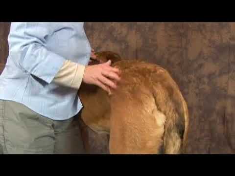 Videó: A kutya masszázsa a csípő diszpláziára