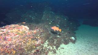 Cordell Bank National Marine Sanctuary Species Identification