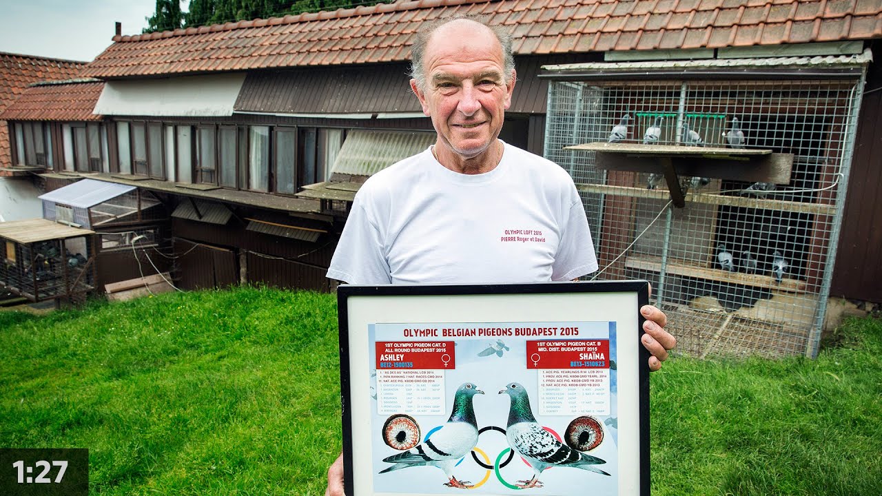 Les ambitions d'un colombophile belge pour la course de Barcelone