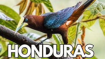 15 vreemde vogelsoorten uit Honduras vastgelegd op camera