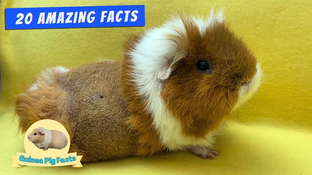 Why Guinea Pigs are the Coolest Pets: 20 Surprising Facts