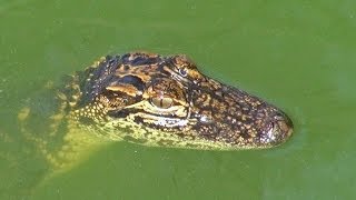 CUTE BABY ALLIGATORS