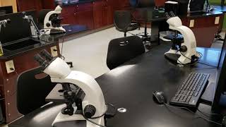 Hair by Microscopy | A forensic activity with download