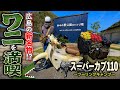 【JA59】広島の山間部で話題沸騰のワニを喰ったら完全に“アレ”だったソロキャンプin鮎の里公園キャンプ場【バイク】【ツーリングキャンプ】【スーパーカブ】