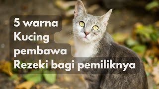 5 WARNA KUCING PEMBAWA REZEKI BAGI PEMILIKNYA || KUCING PEMBAWA REZEKI