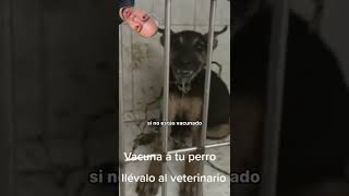 Rabies - We must continue vaccinating | • Nico Sastré • #shorts