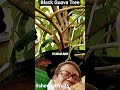 Black Guava Tree কালো রঙের পেয়ারা #fruit #shortsfeed #new #garden #nature