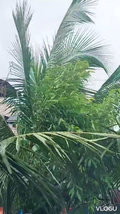 TYPHOON EMONG! #typhoon