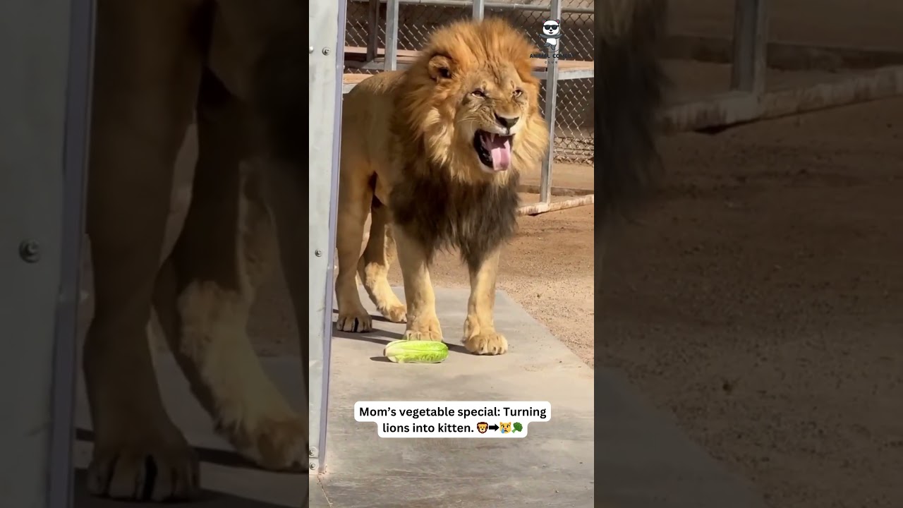 Mom’s Vegetable Special 🥦 | Turning Lions into Kittens 🦁➡️😿 | Funny Animal Reactions 
