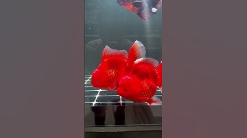 Dấu hiệu hồ cá bị vở vi sinh và cách xử lí để nước trong trở lại cực kì đơn giản 🐠