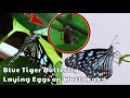 Blue Tiger Butterfly laying eggs at Colorwings Butterfly Gardening Consultancy Services Butterfly Ga