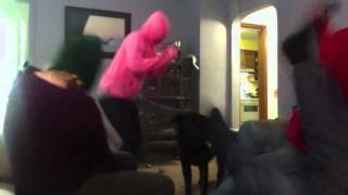 Harlem Shake feat. Amy, Kyler, Heather, Josh and Comet