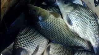 CULTIVATE GOLDFISH IN A SMALL POND IN FRONT OF THE HOUSE - DON'T BE AFRAID OF LOSSES!