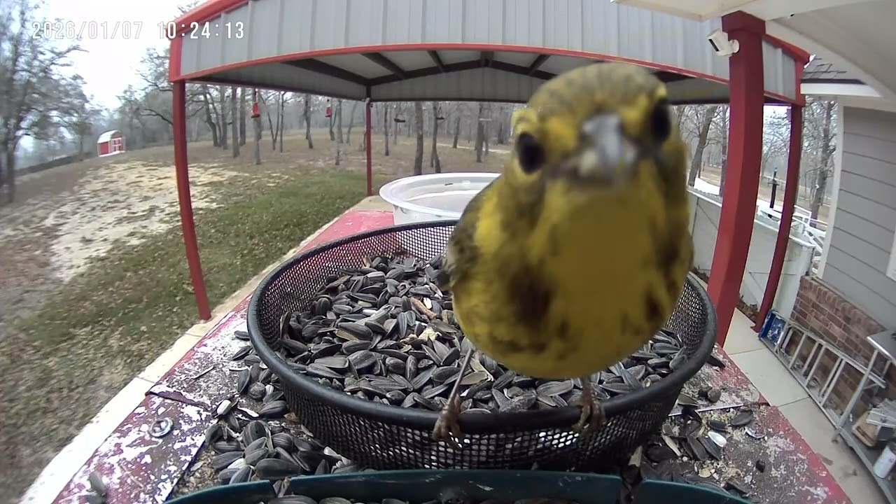 When a Pine Warbler Gets Curious