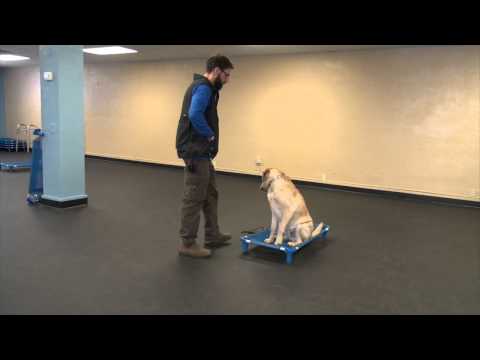 bentley's-first-session-|-k9-connection-dog-training-in-buffalo-ny