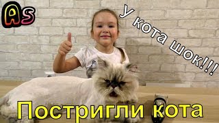Грумминг кота Перчика в домашних условиях)))Кот в шоке! Грумминг кота Перчика в домашних условиях)))Кот в шоке!
