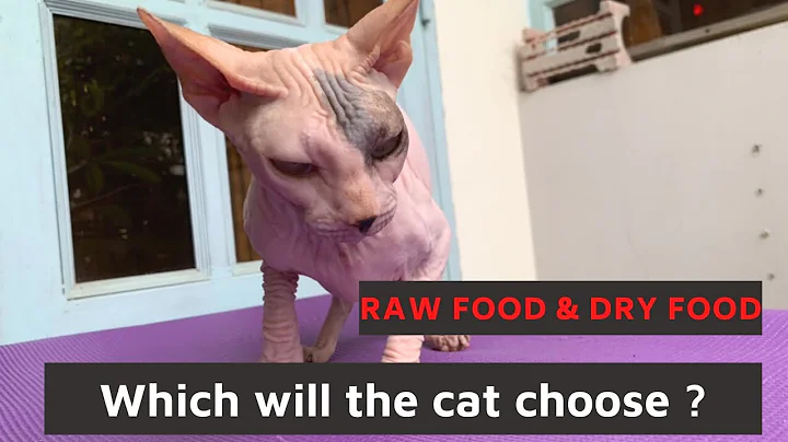 Watch the video about Raw Food & Dry Food (royal canin) , what does sphynx cat choose ?? | Sphynx Kittens