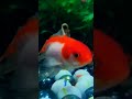 👉ACORIAM👈 cute gold fish 🥰