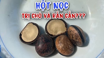 Hạt nọc Hạt đậu lào | nên cẩn thận. PHAN HẢI Channel