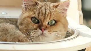 Famous The Best Space-Saving LOLOPAWS Premium Cat Tree for Small Apartments! 🐱🏙️ Wealth