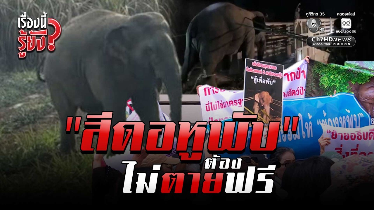 ม็อบเรียกร้อง “ช้างสีดอหูพับ” ต้องไม่ตายฟรี | เรื่องนี้รู้ยัง