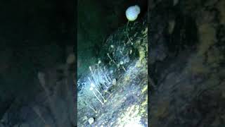 Scientists Made A Surprising Discovery At The Bottom Of Antarctica #shorts