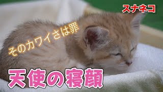 スナネコの赤ちゃん激レア寝落ち！その様子を見守るのは…