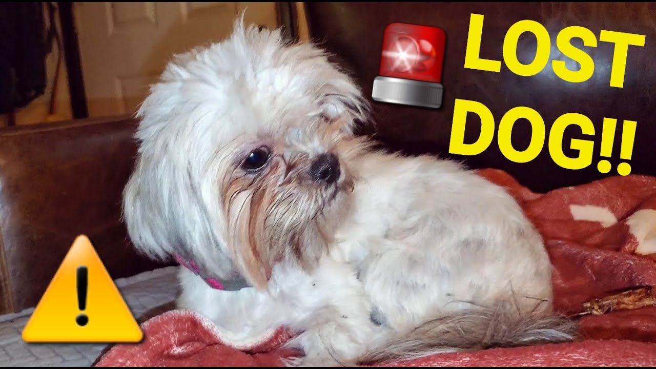 We Take in a LOST DOG - YouTube