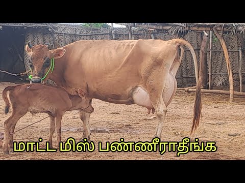 செவலை மாடு இப்படிப்பட்ட மாடா 👆😲அருமையான கிடாரி கண்றுடன் மாடு விற்பனைக்கு