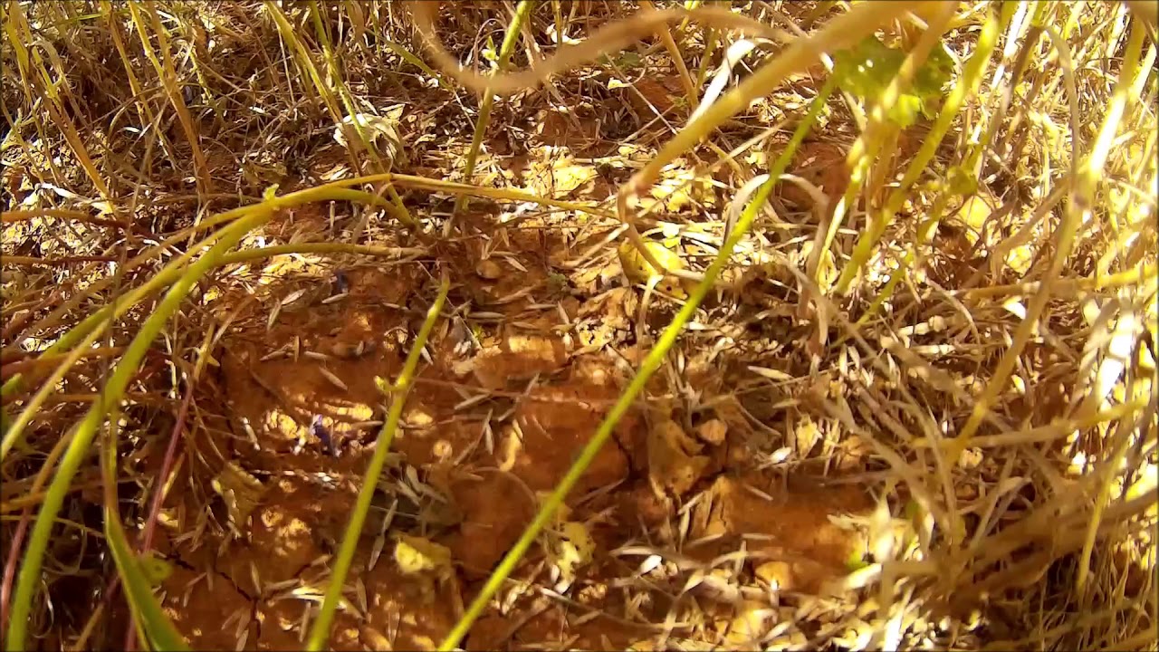 BUSHMULE crash - YouTube