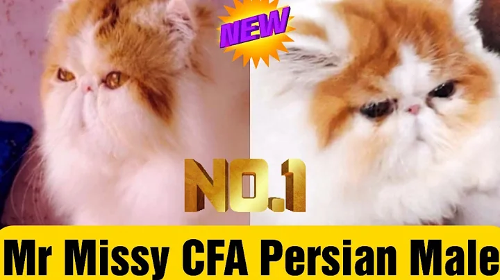 Video 513641: exotic long hair persian, cfa persian, persian male, long hair cat, cute cat exotic, beautiful long hair, cute cat face, cattery