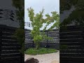 葉月の雨
