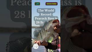 What is the World Record Peacock Bass?