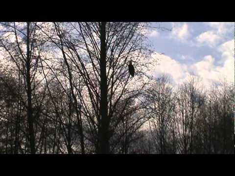 Skagit Eagle Watch 2011 12 17