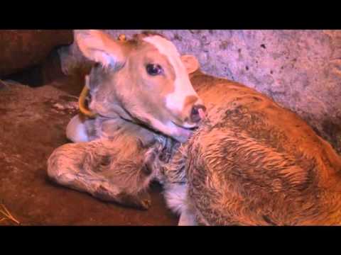 რუბრუკა მეცხოველეობა-სანიტარულ-ჰიგიენური ნორმები ფერმაში