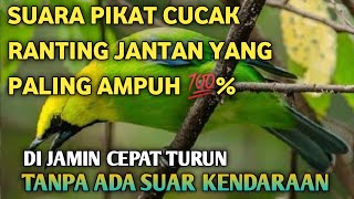 SUARA PIKAT CUCAK RANTING JANTAN ampuh 💯% DIJAMIN turun sampai kebawah