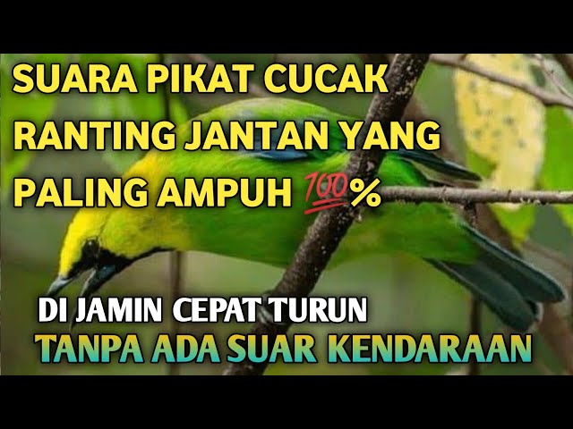 SUARA PIKAT CUCAK RANTING JANTAN ampuh 💯% DIJAMIN turun sampai kebawah class=