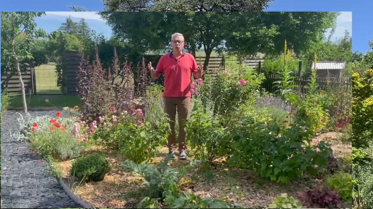 Magnolia grandiflora
