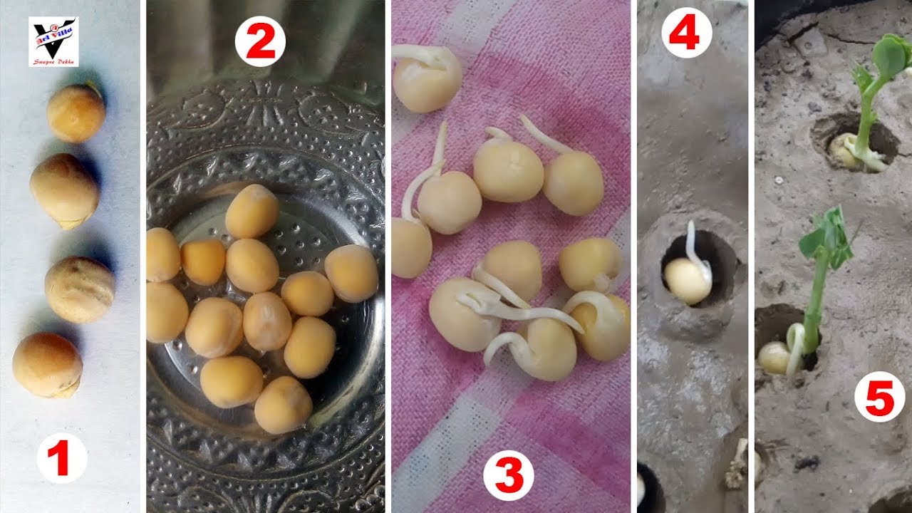 Green Peas Cultivation at Home Garden কড়াইশুঁটির চারা তৈরী বাড়ির